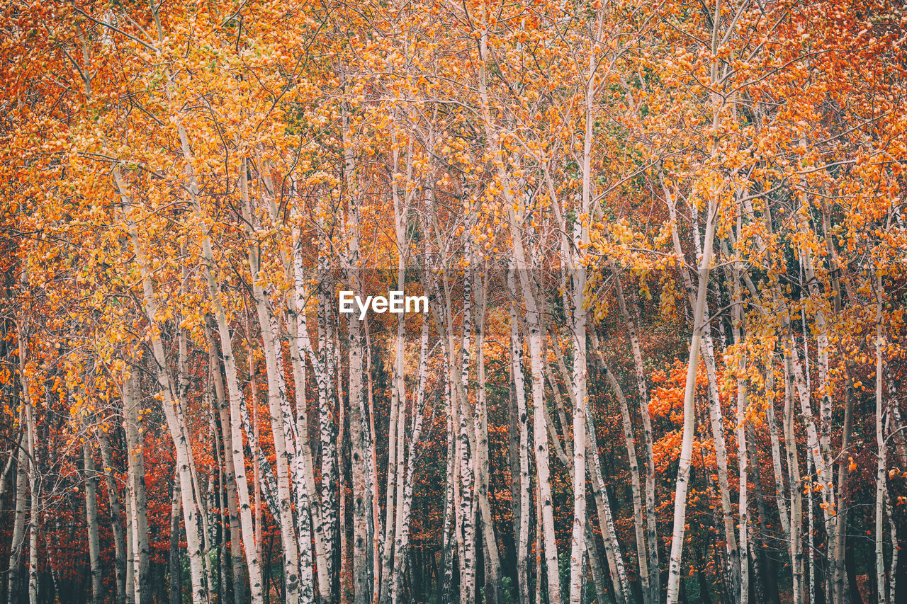 Trees in forest during autumn