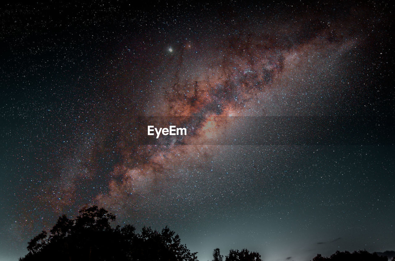 LOW ANGLE VIEW OF TREES AGAINST STAR FIELD