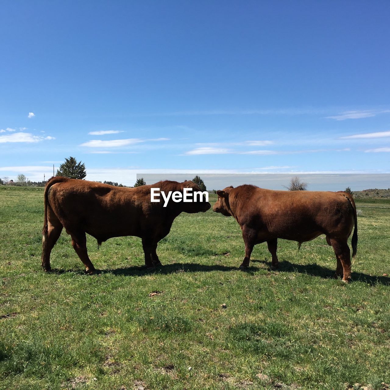 Side view of cattle standing on field against sky