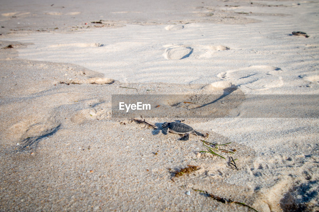 HIGH ANGLE VIEW OF A BEACH