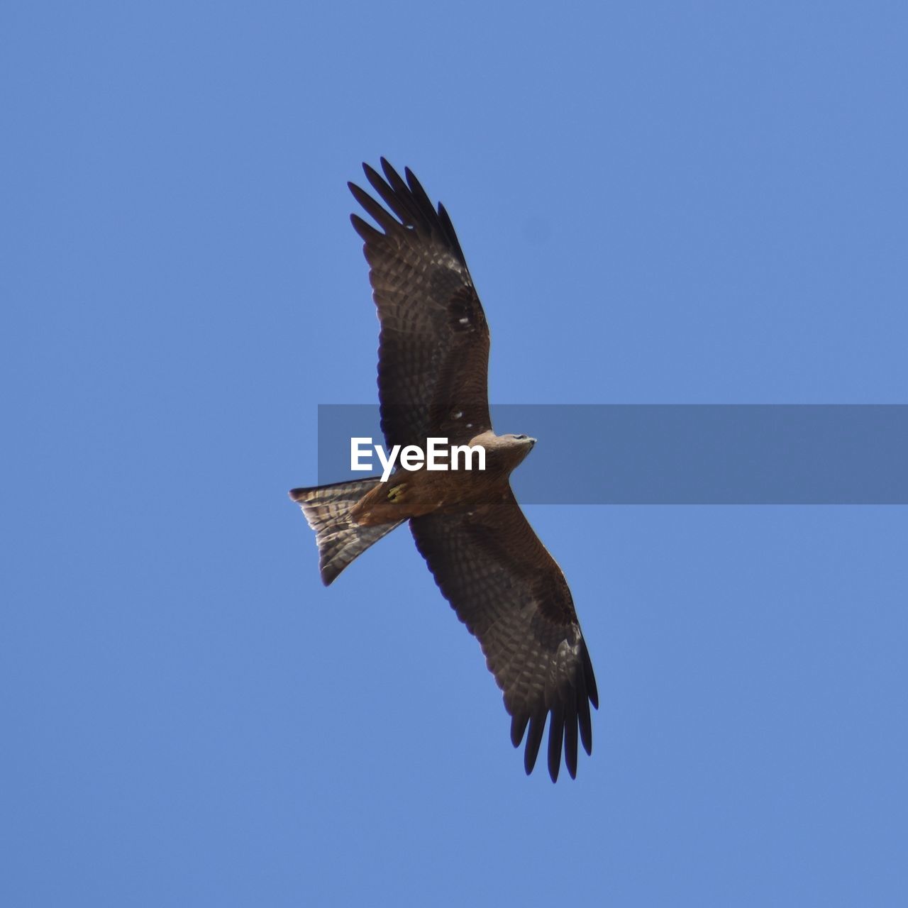 animal themes, animal, animal wildlife, bird, wildlife, flying, one animal, bird of prey, sky, blue, spread wings, clear sky, animal body part, buzzard, eagle, nature, no people, falcon, low angle view, mid-air, motion, hawk, beak, sunny, wing, outdoors, copy space, full length, day, beauty in nature, animal wing, vulture