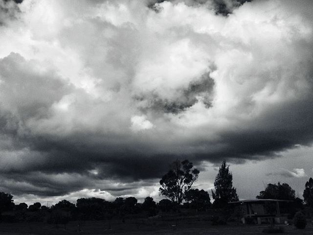 TREES ON LANDSCAPE AGAINST CLOUDY SKY