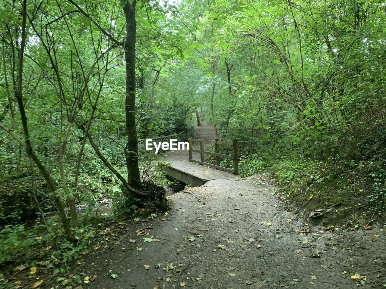 Footpath amidst trees in forest