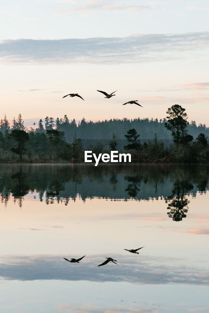 A flock of geese fly above cranberry lake at deception pass