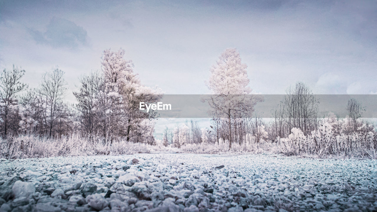 Trees on snow covered field against sky