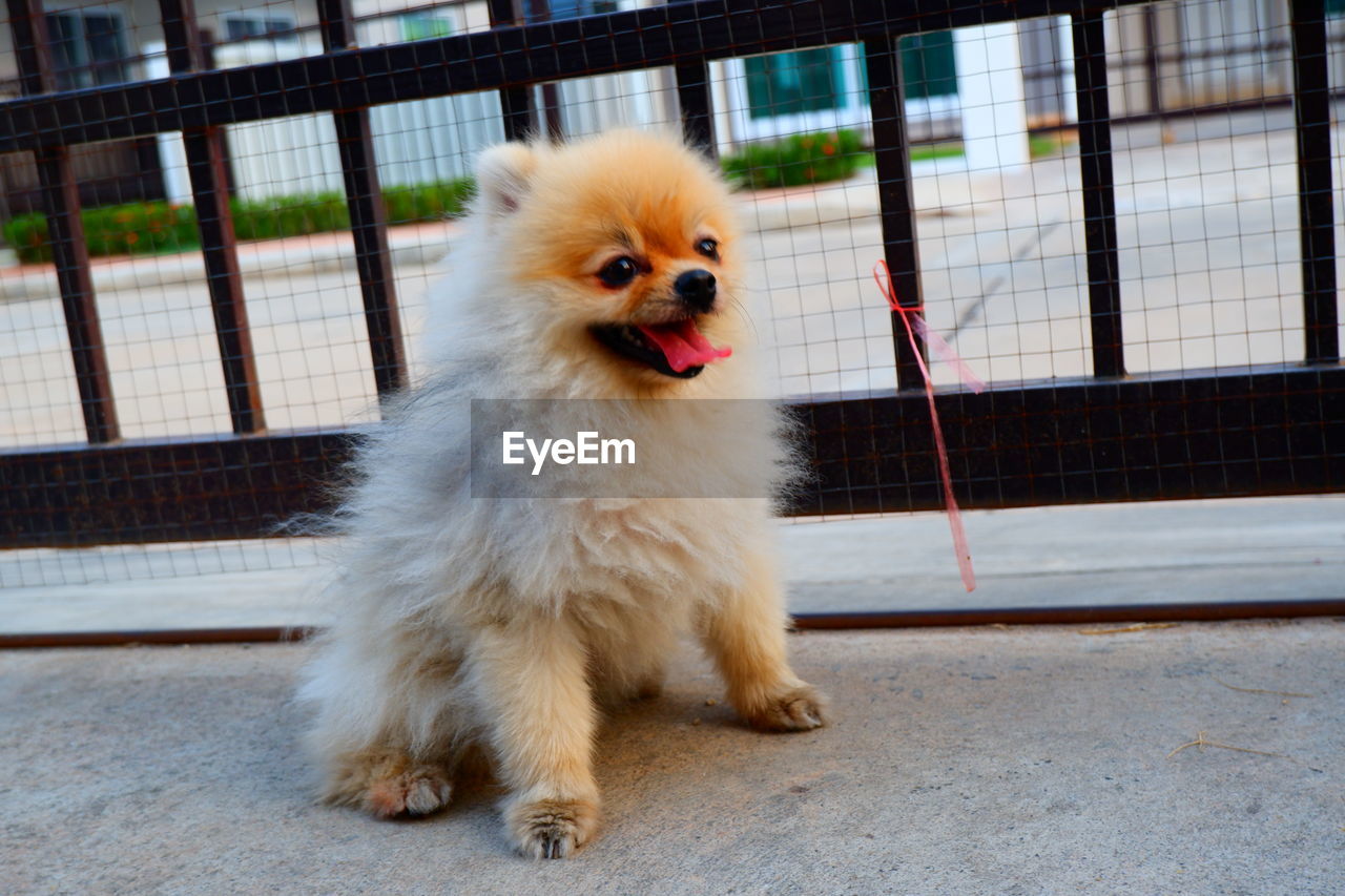 PORTRAIT OF DOG STICKING OUT TONGUE OUTDOORS