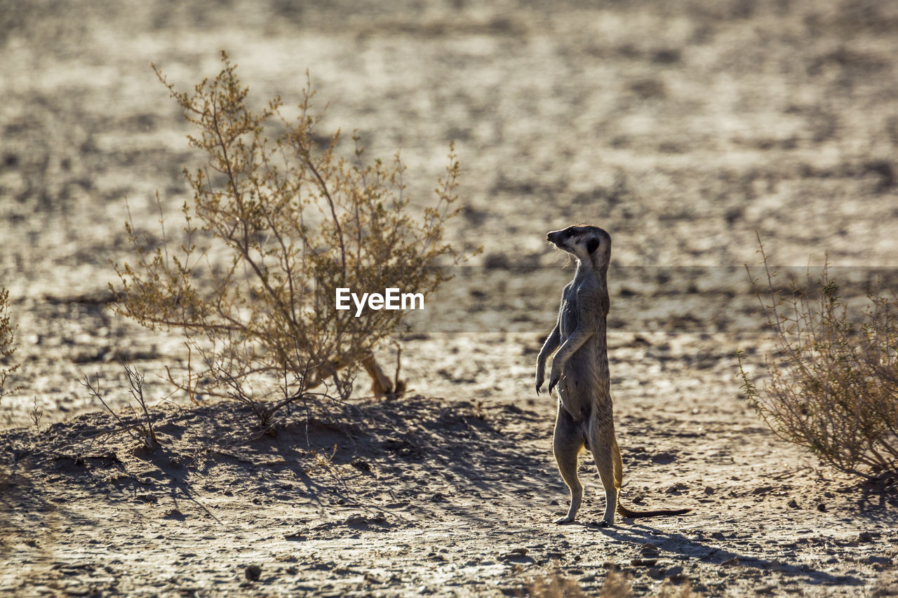 SIDE VIEW OF A BIRD ON DIRT ROAD