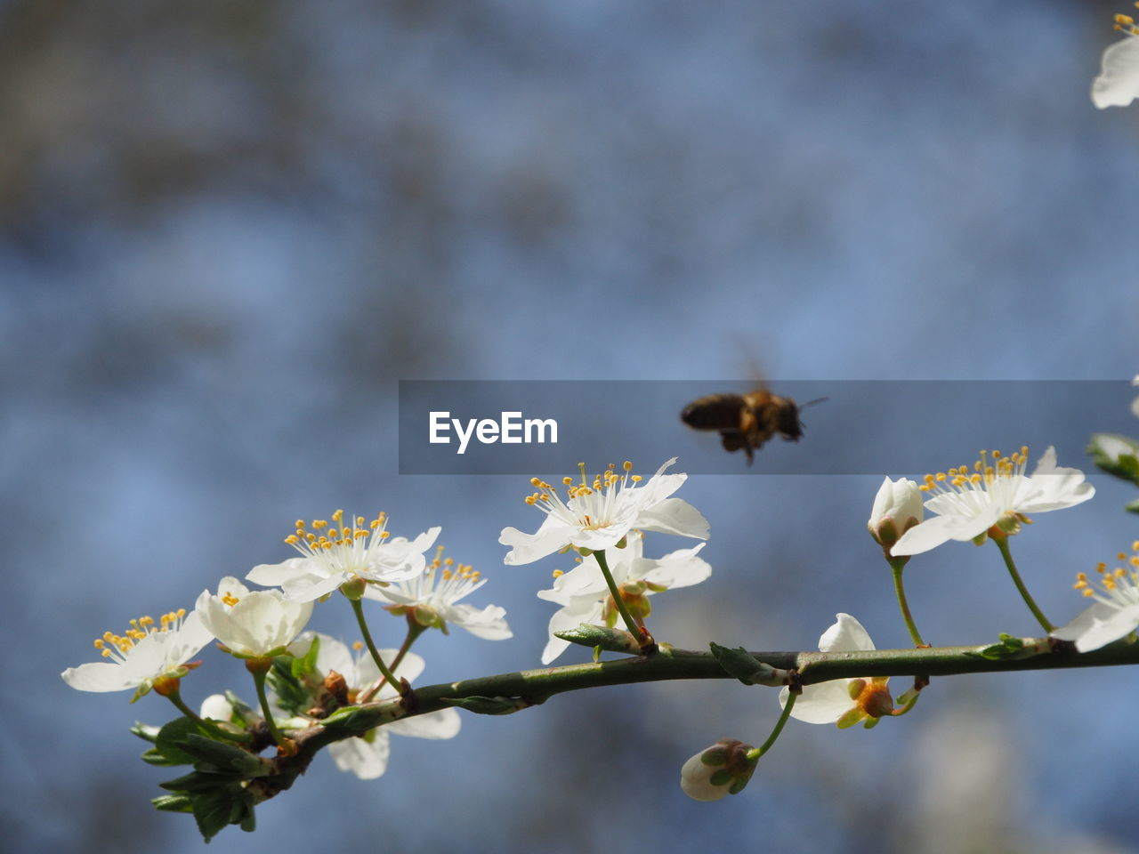 CLOSE-UP OF BEE POLLINATING ON FRESH FLOWER