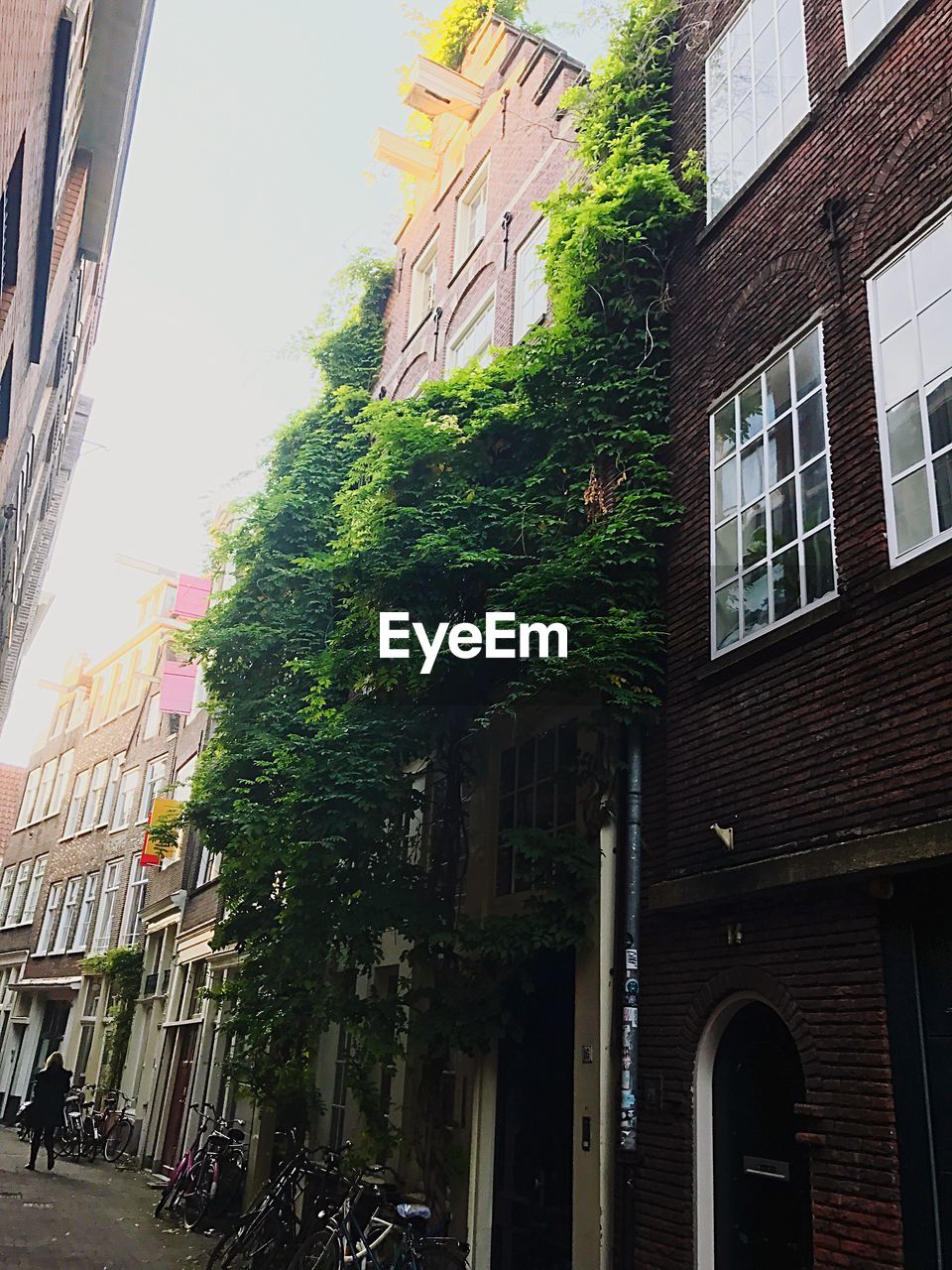 LOW ANGLE VIEW OF TREES AND BUILDINGS