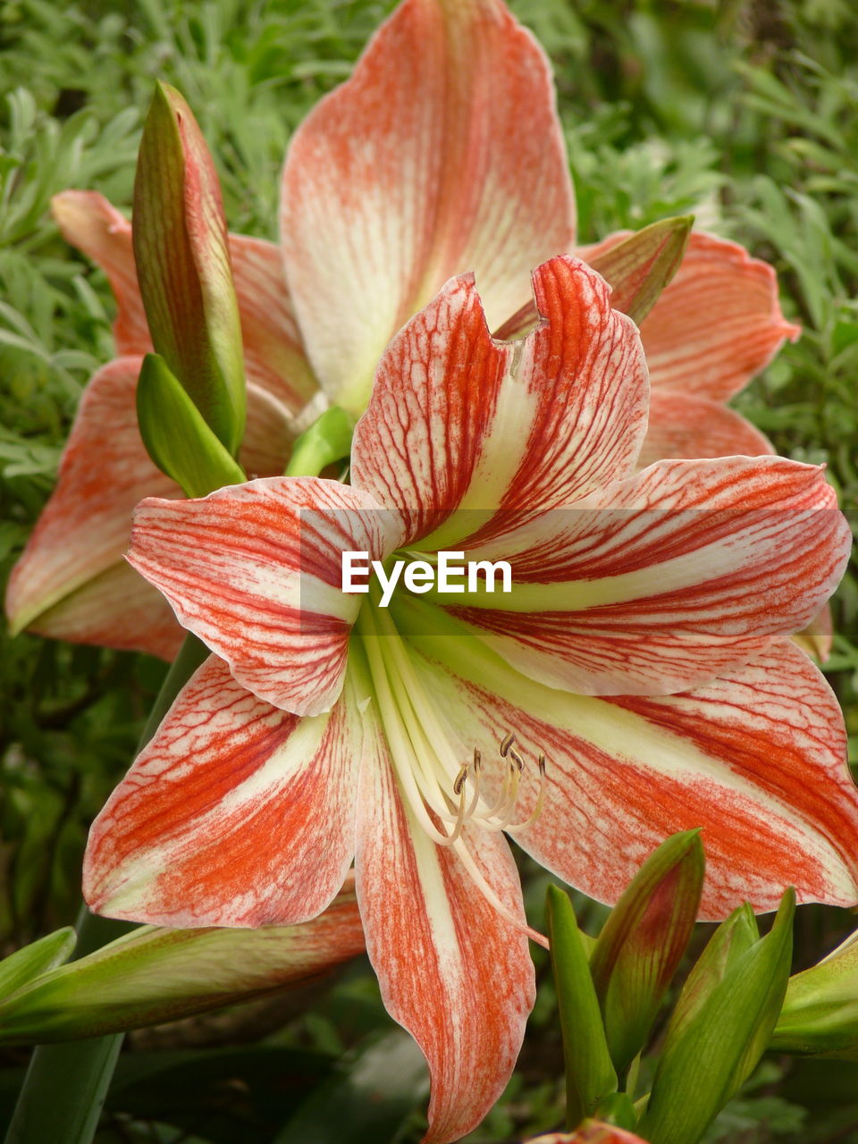 Close-up of day lily