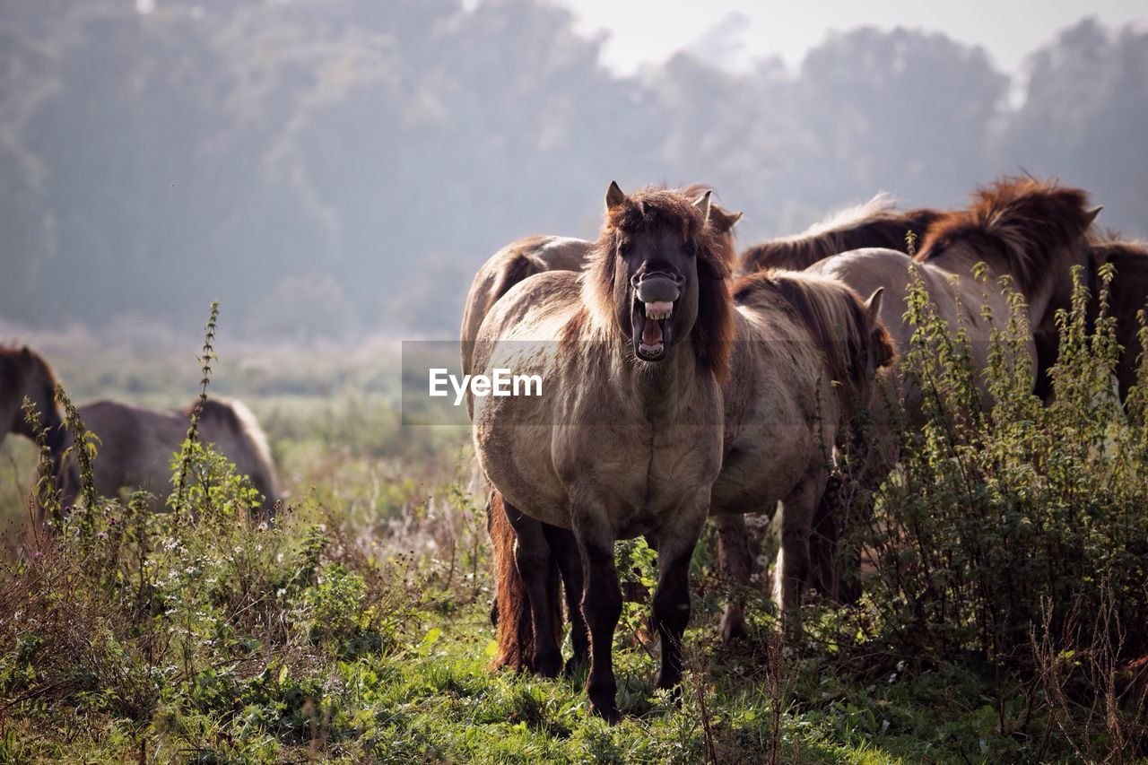 Horses on field against sky