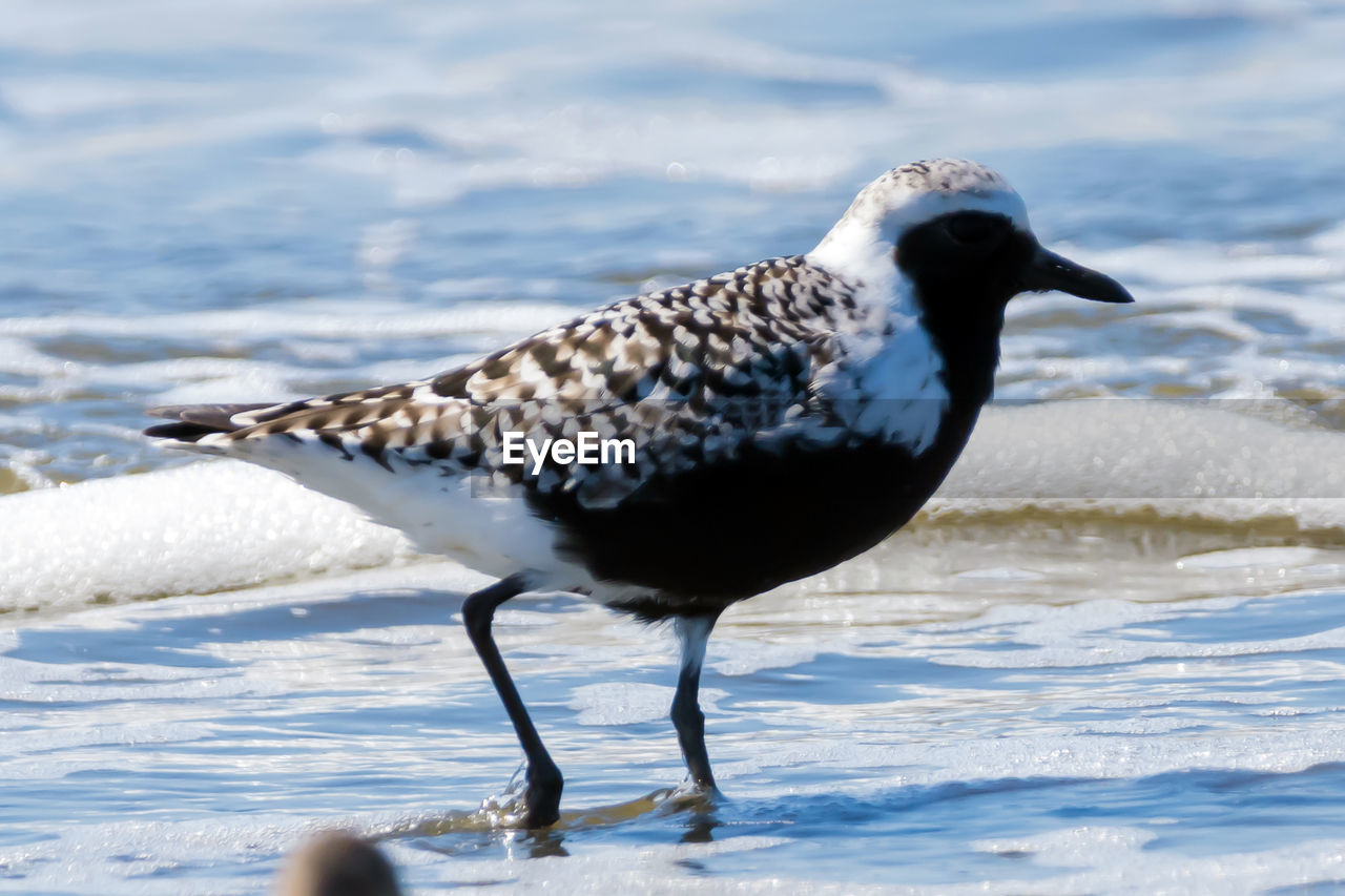 SIDE VIEW OF SEAGULL ON THE BEACH