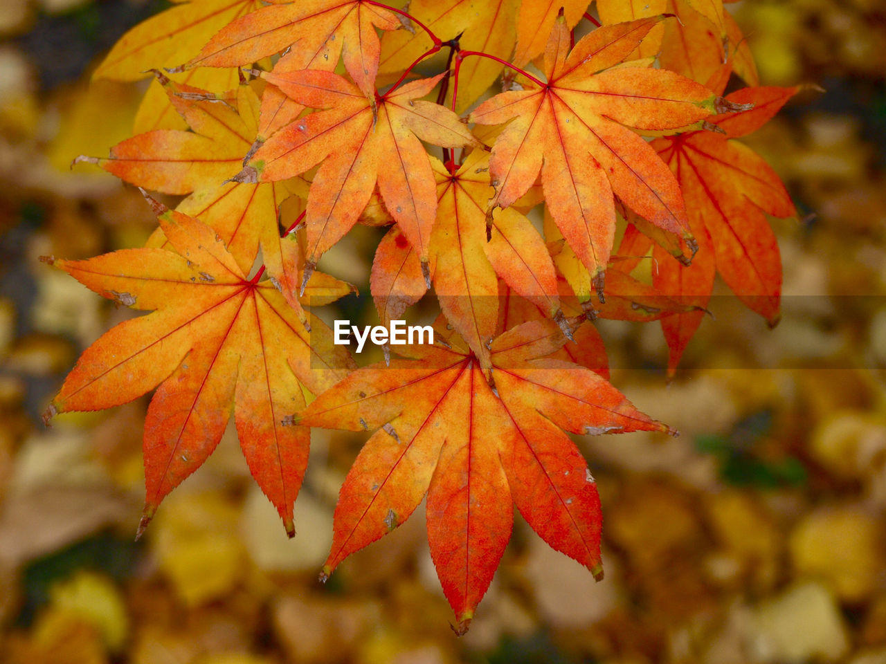 Close-up of maple leaves