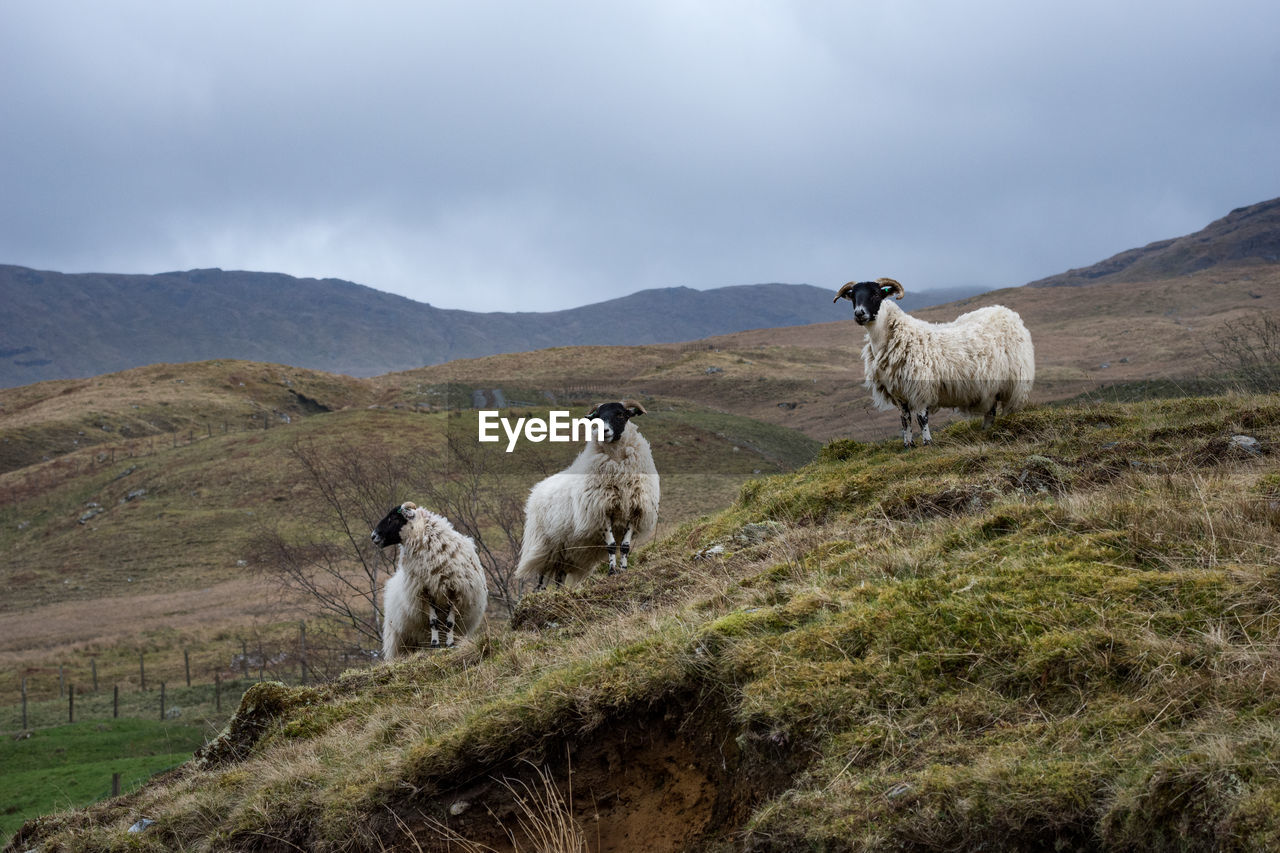Sheep standing on field against sky