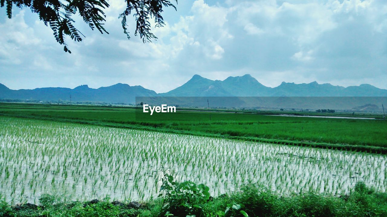 Scenic view of rice field against cloudy sky