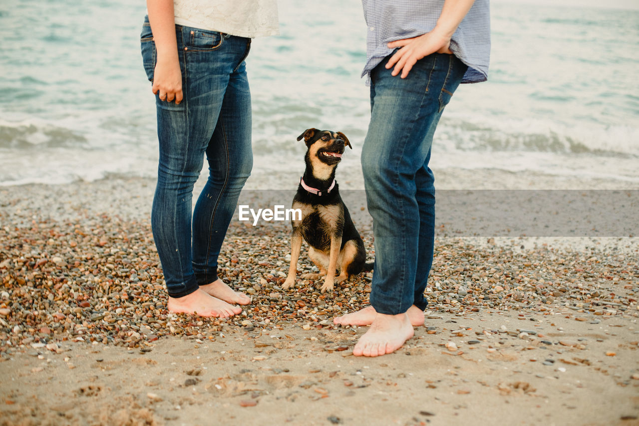 LOW SECTION OF PEOPLE WITH DOGS ON BEACH