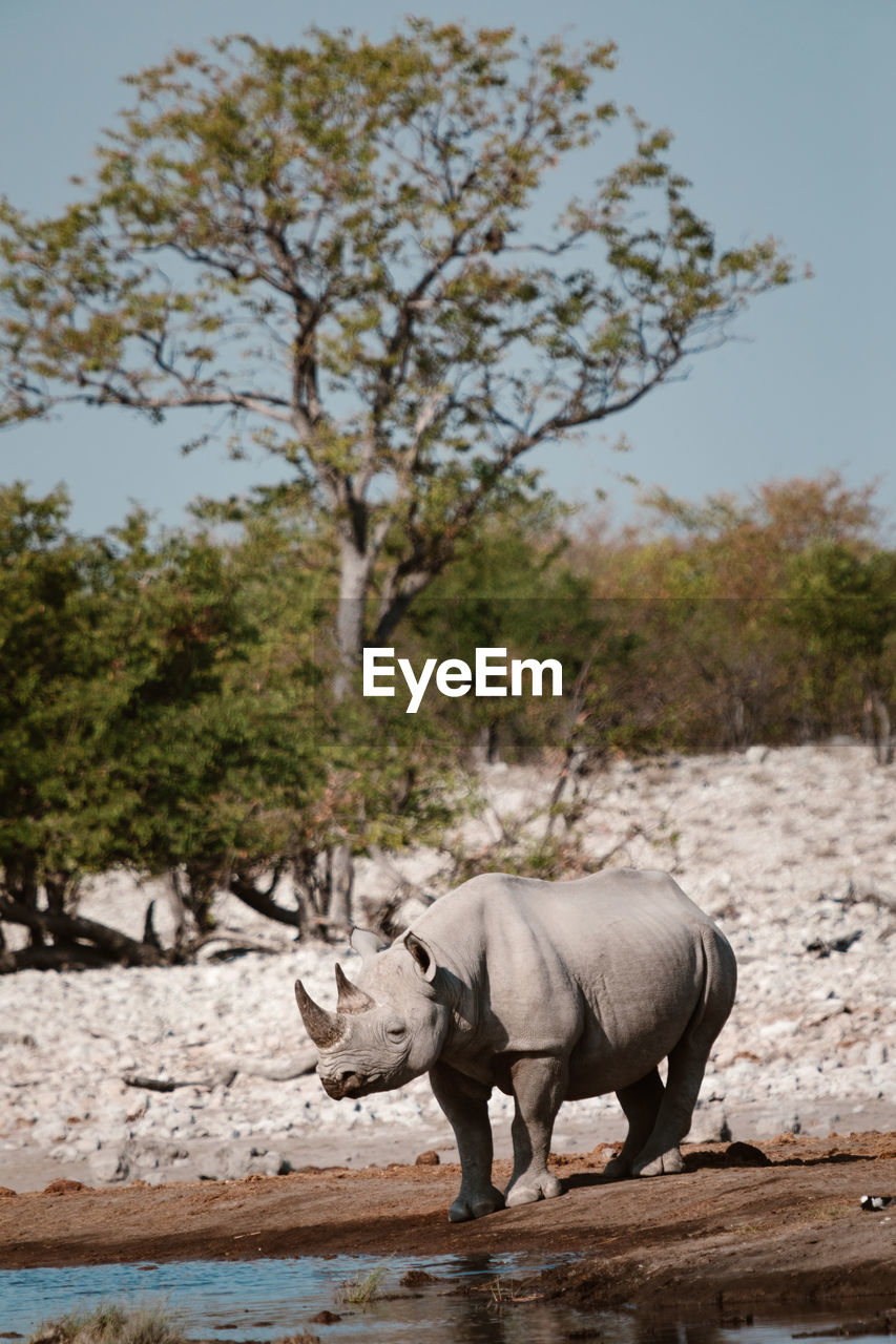 Rhinoceros standing by lake