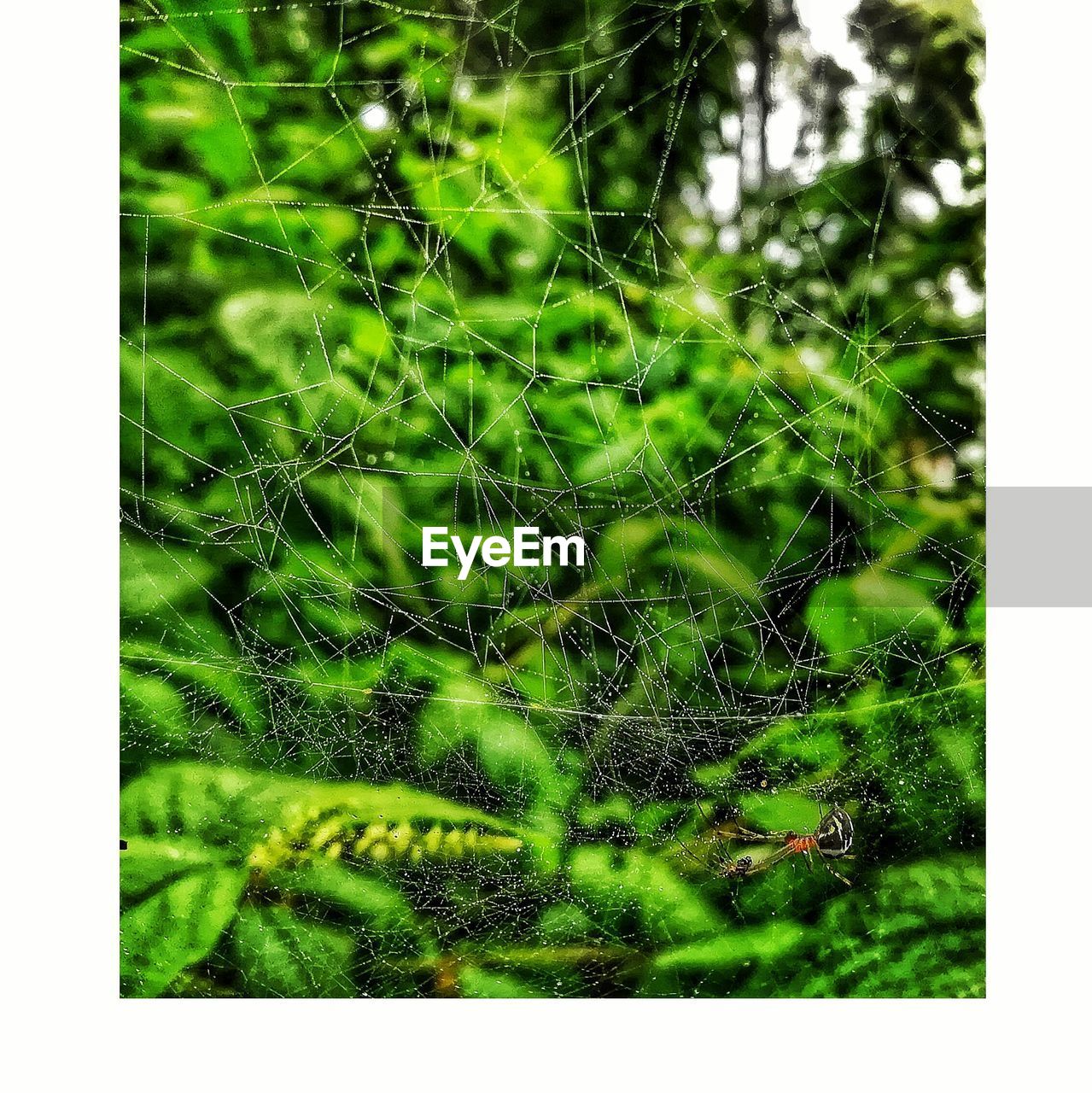 CLOSE-UP OF SPIDER WEB AGAINST PLANTS