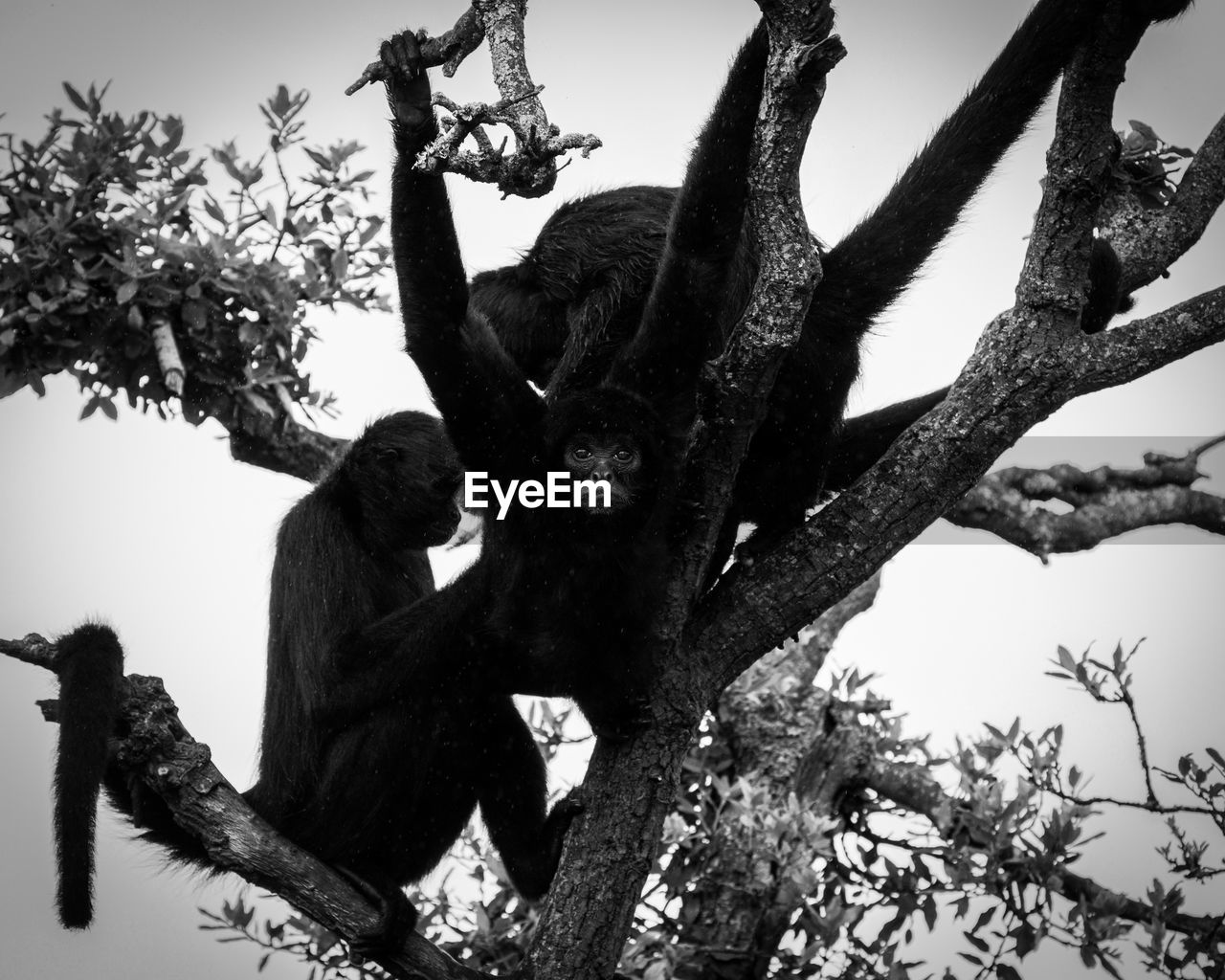 Low angle view of monkeys on tree against sky