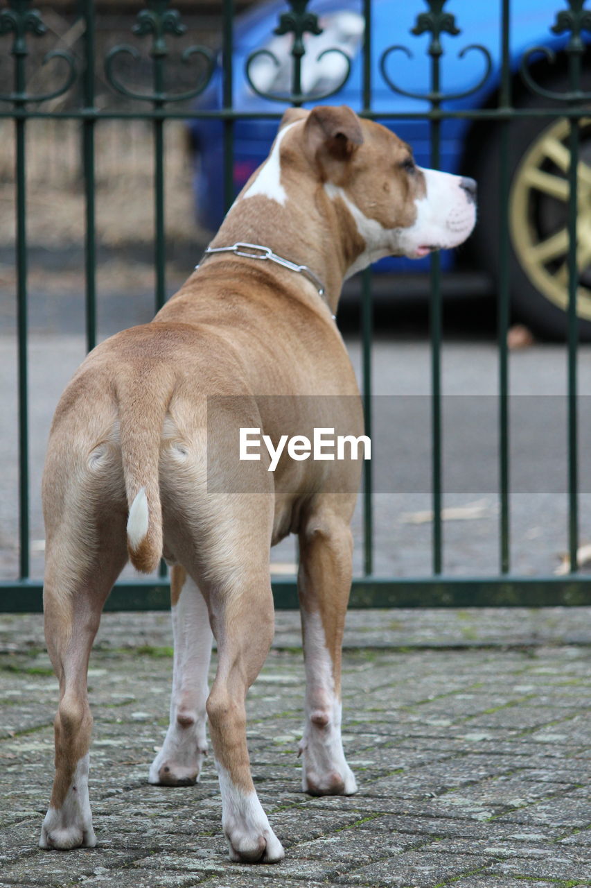 CLOSE-UP OF DOG STANDING ON GROUND