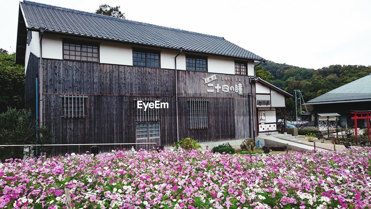 Flowering plants by building against clear sky