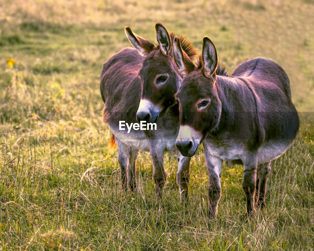 HORSES ON GRASS