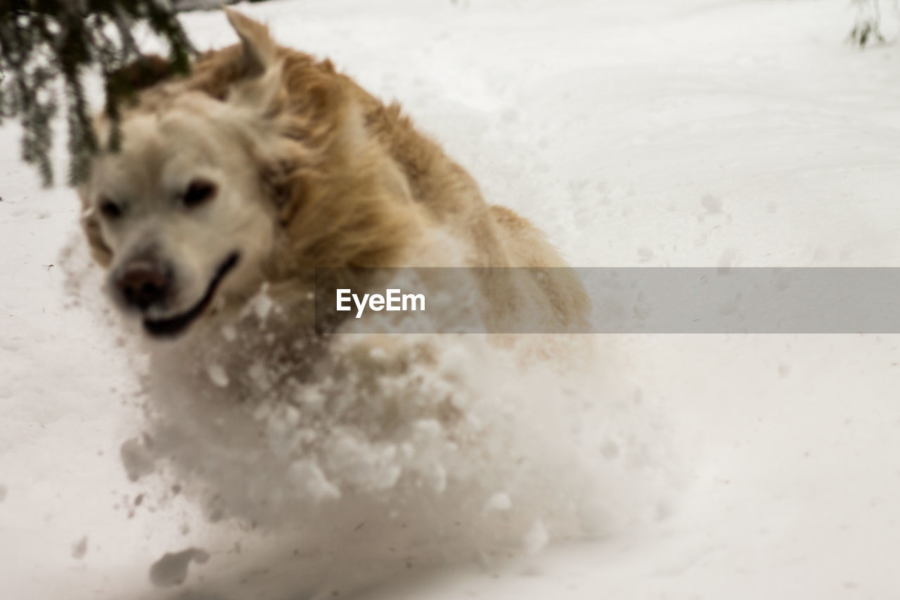 CLOSE-UP OF DOG IN WINTER