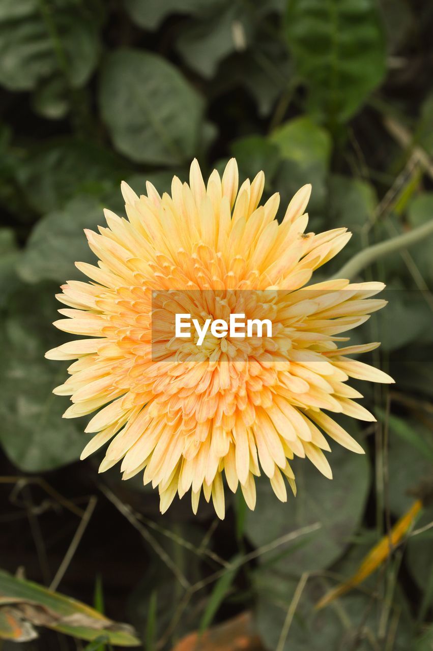 CLOSE-UP OF YELLOW FLOWERS BLOOMING OUTDOORS