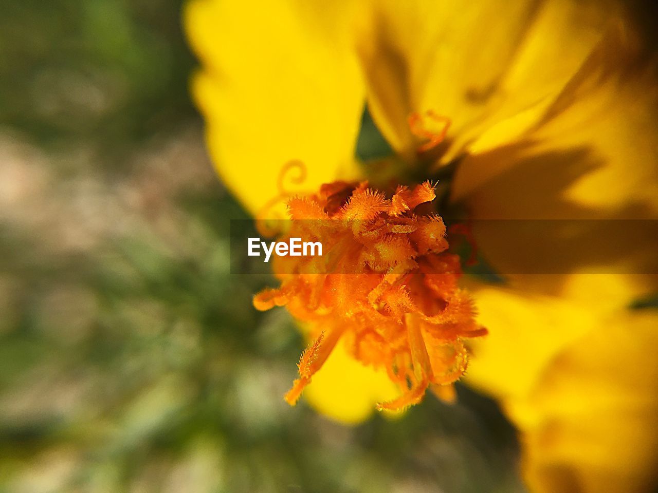 Close-up of yellow flower blooming in park