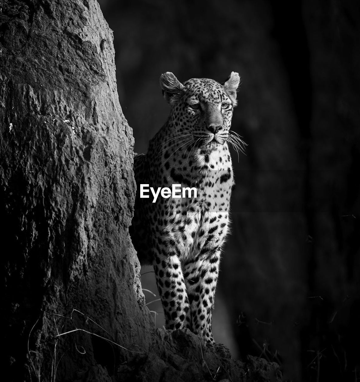 Close-up of a cat looking away