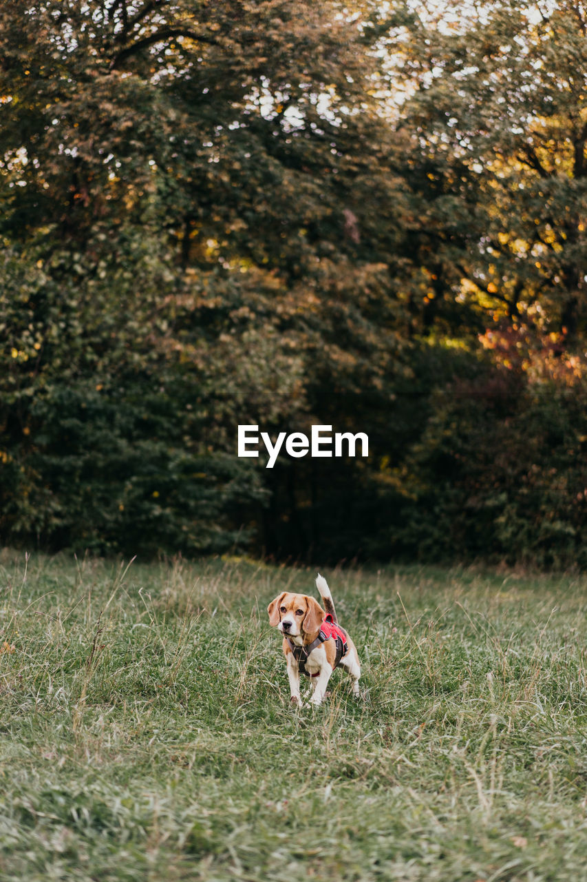 Dog running on field