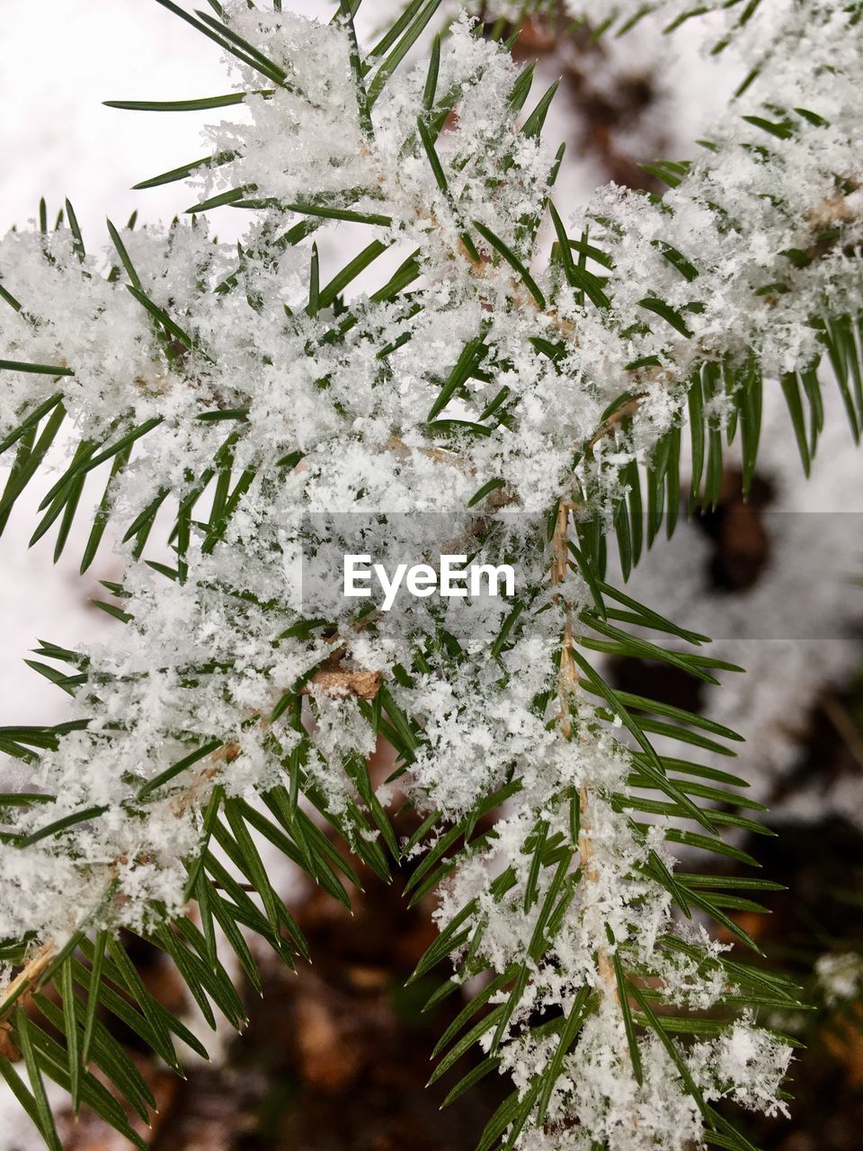 CLOSE-UP OF SNOW COVERED PINE TREES