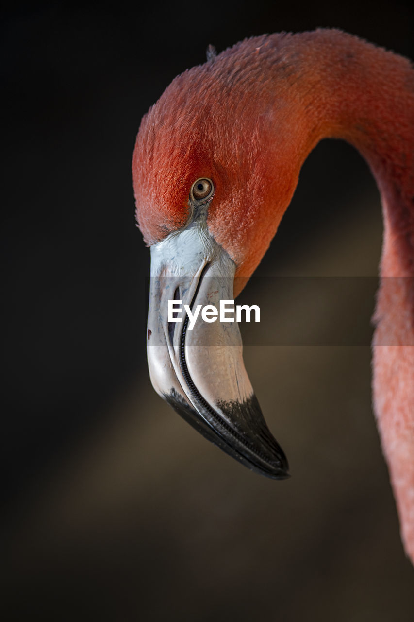 Close up bright pink flamingo beak