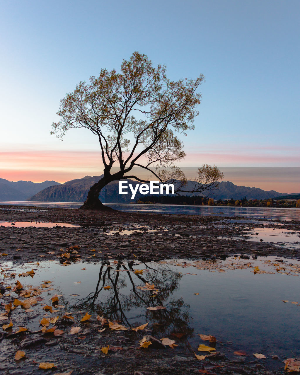 Tree by lake against sky during sunset