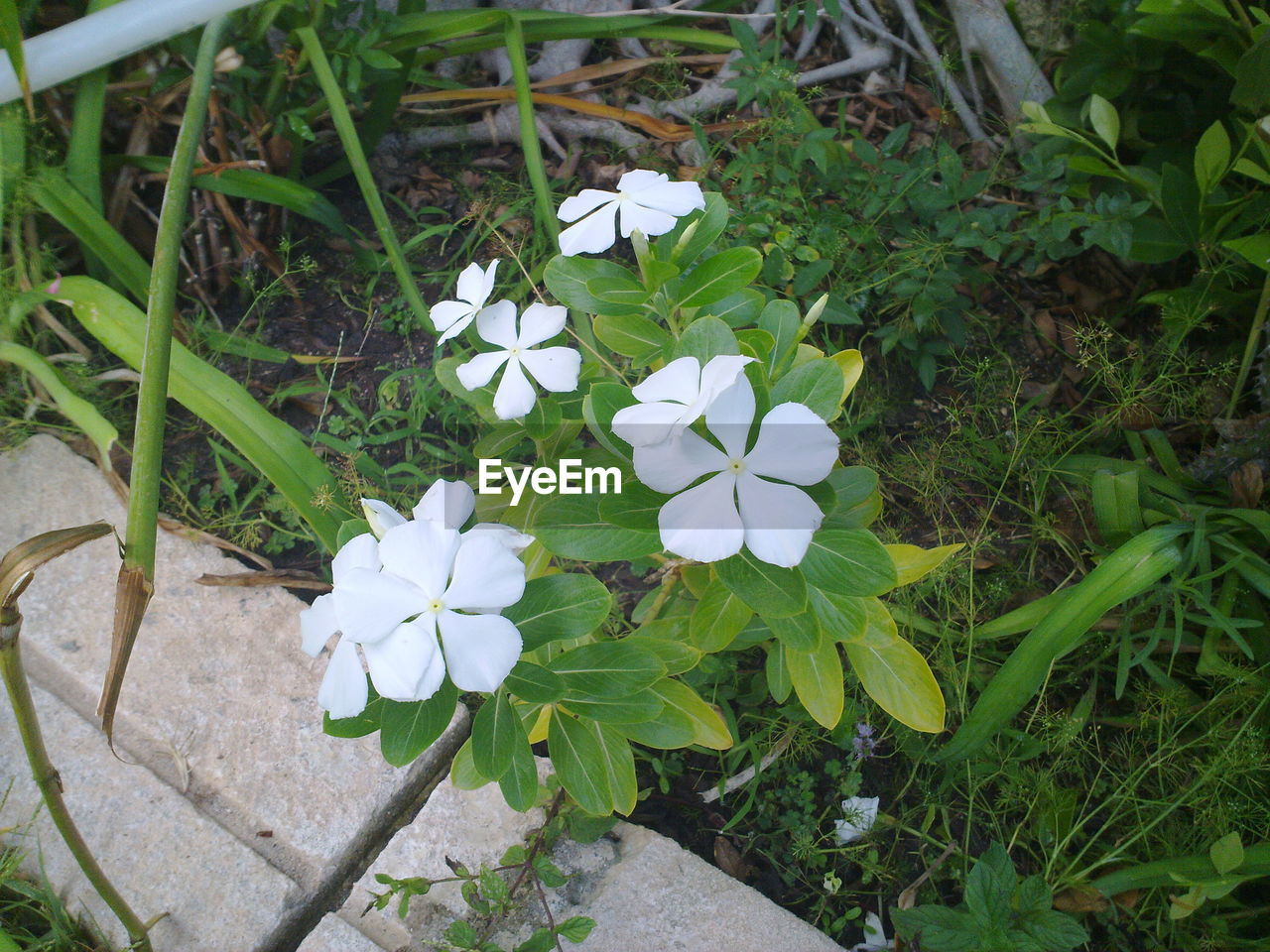 WHITE FLOWERS BLOOMING ON PLANT