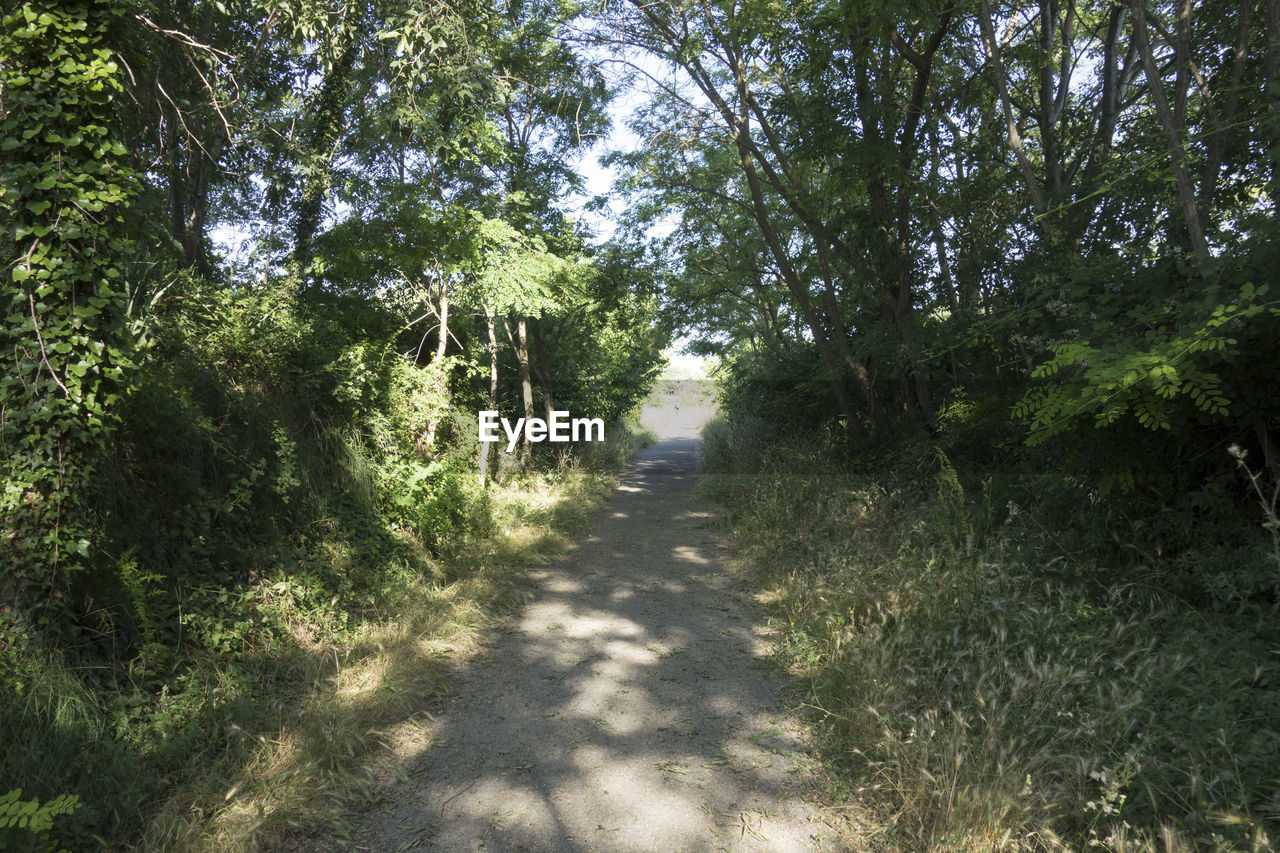 DIRT ROAD IN FOREST