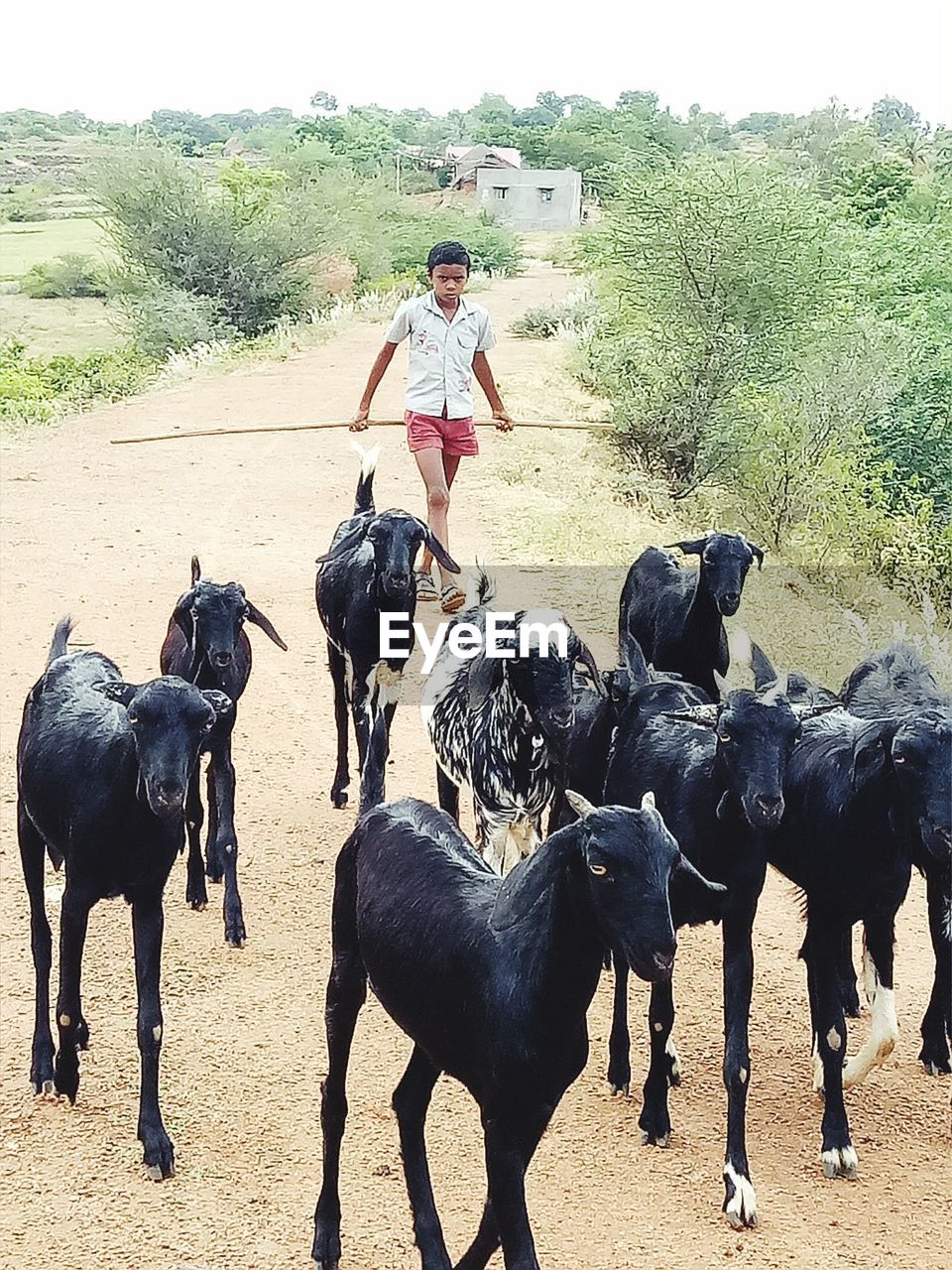 SIDE VIEW OF SHEEP WALKING ON FIELD