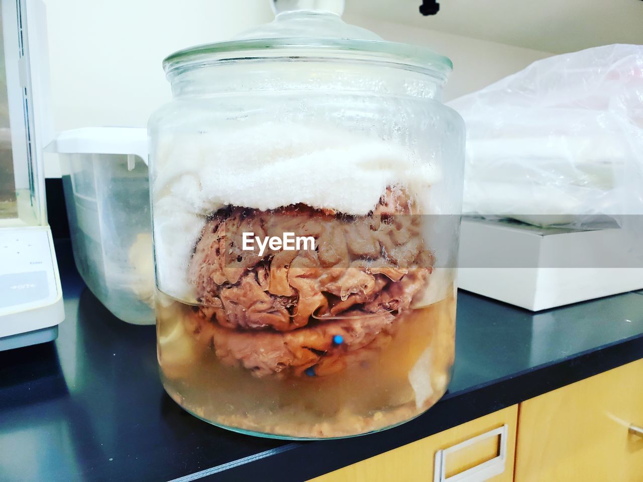 Close-up of human brain in glass on table