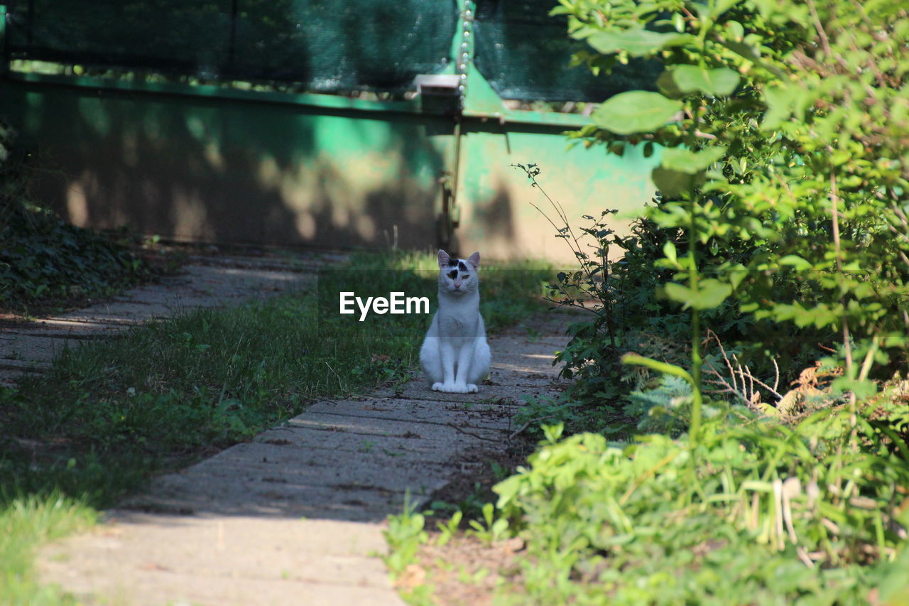 VIEW OF A CAT SITTING ON A TREE