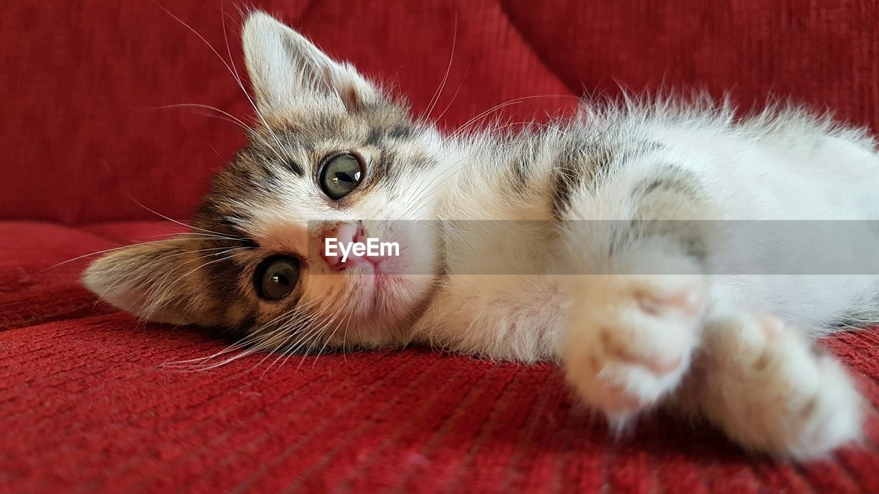 Close-up portrait of a cat