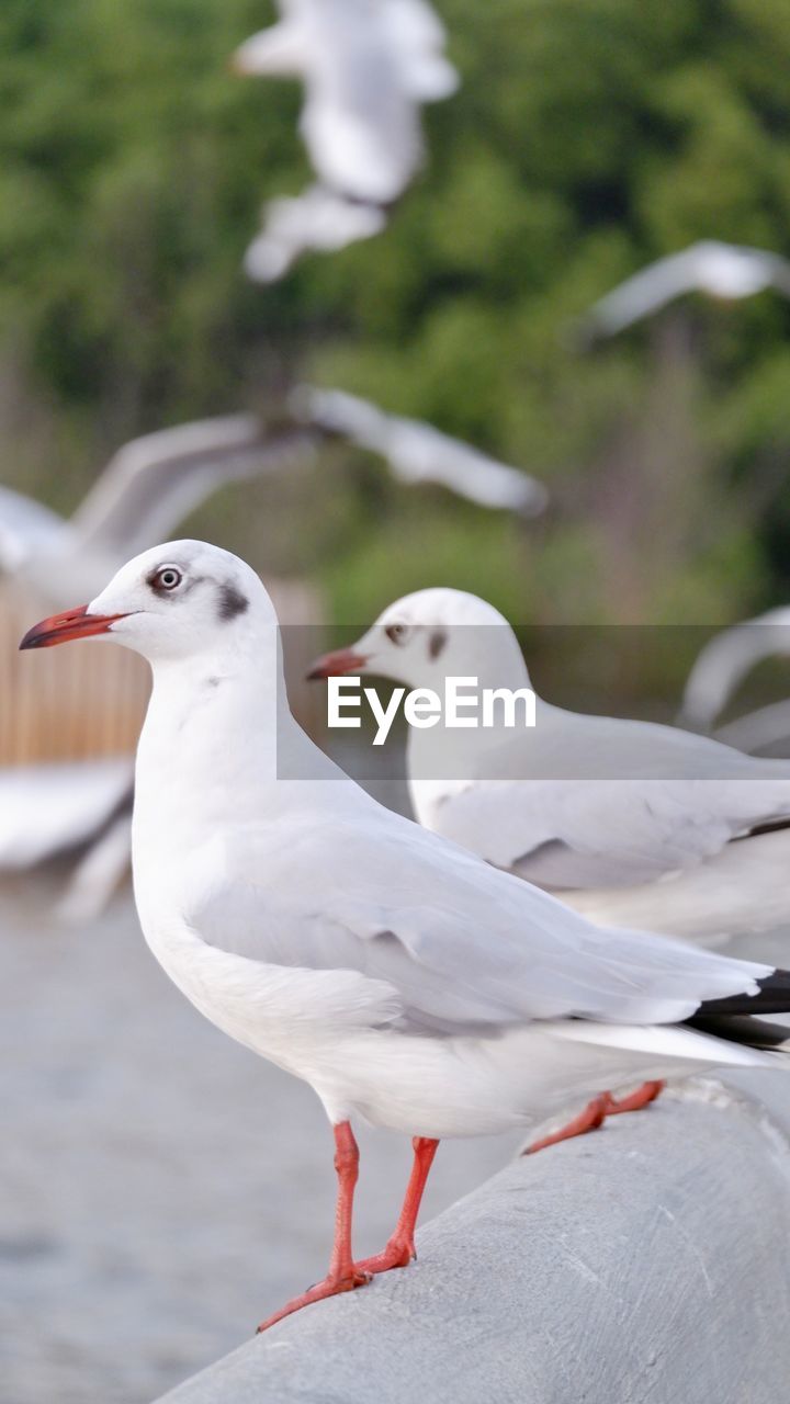 CLOSE-UP OF SEAGULL PERCHING ON A BIRD