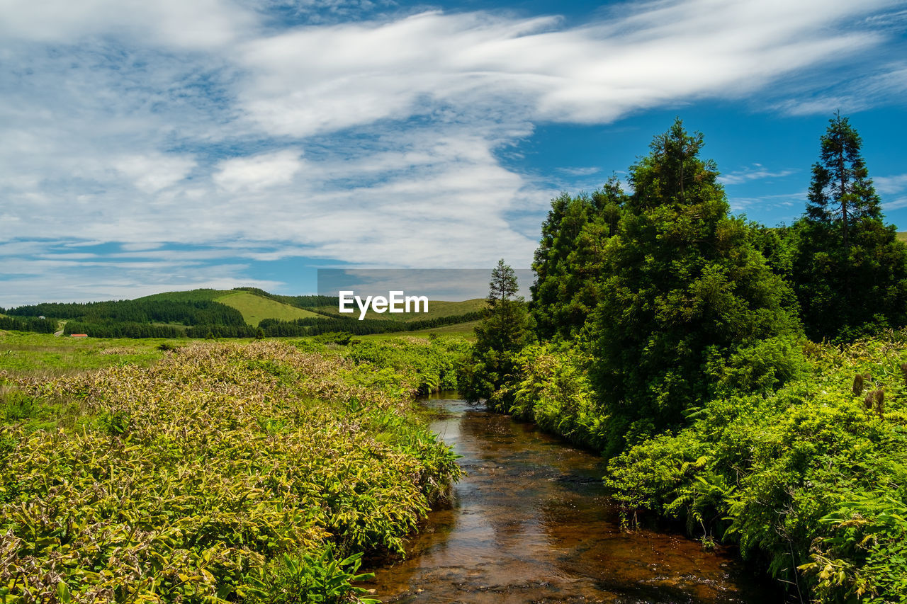 SCENIC SHOT OF TREES ALONG PLANTS