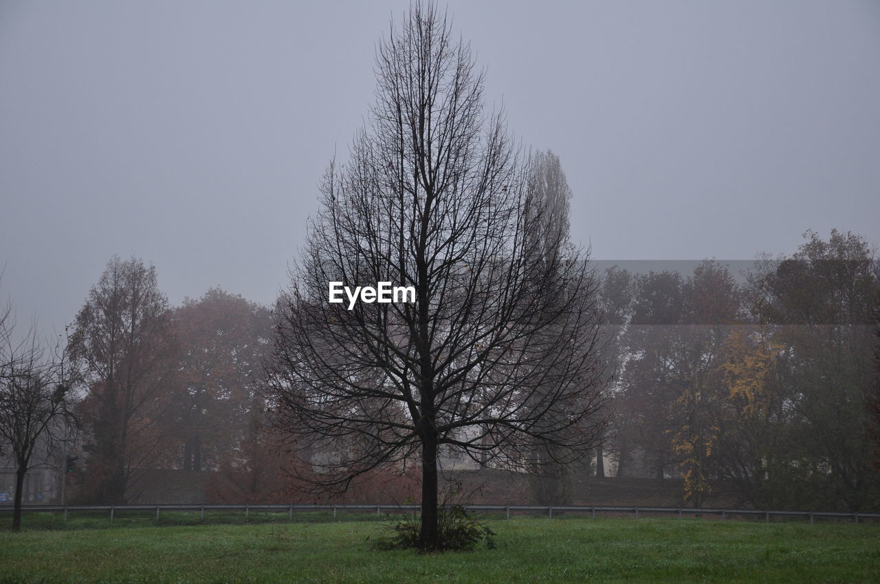 tree, plant, morning, sky, fog, nature, mist, grass, bare tree, environment, no people, tranquility, beauty in nature, landscape, land, field, scenics - nature, outdoors, tranquil scene, winter