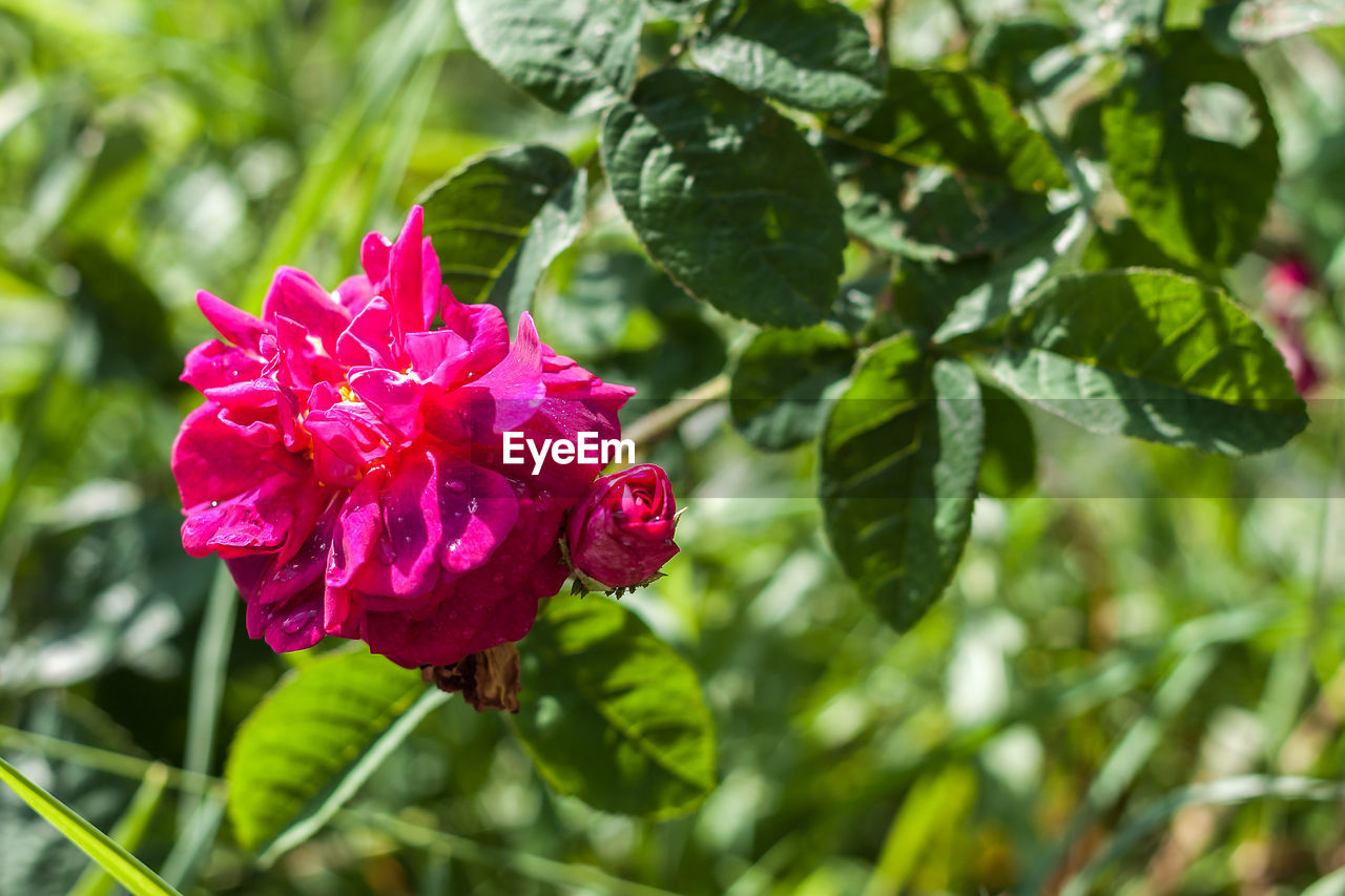 CLOSE-UP OF PINK FLOWERS BLOOMING