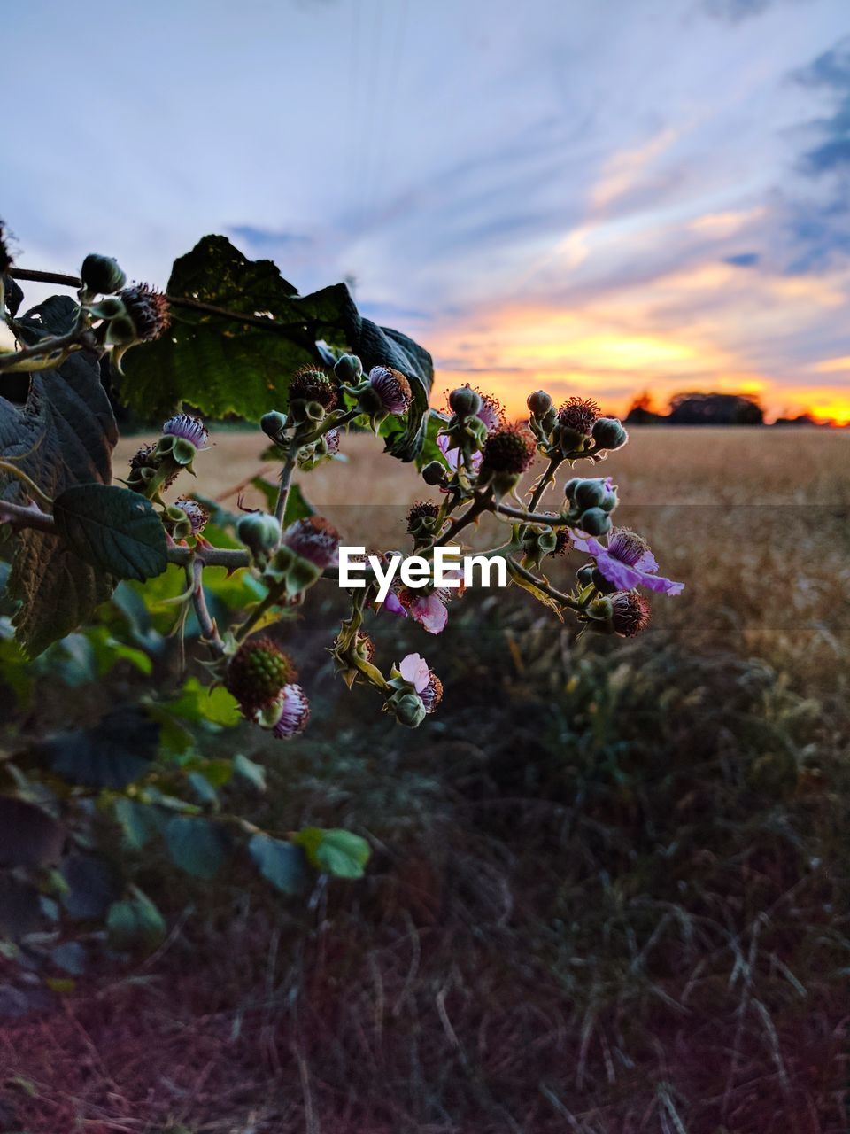 CLOSE-UP OF FLOWERS AGAINST SKY