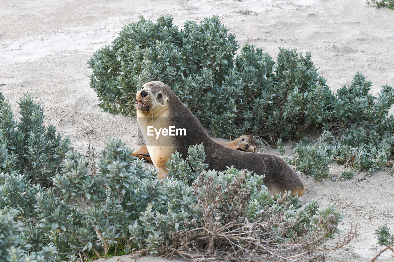 DOG LOOKING AWAY ON TREE