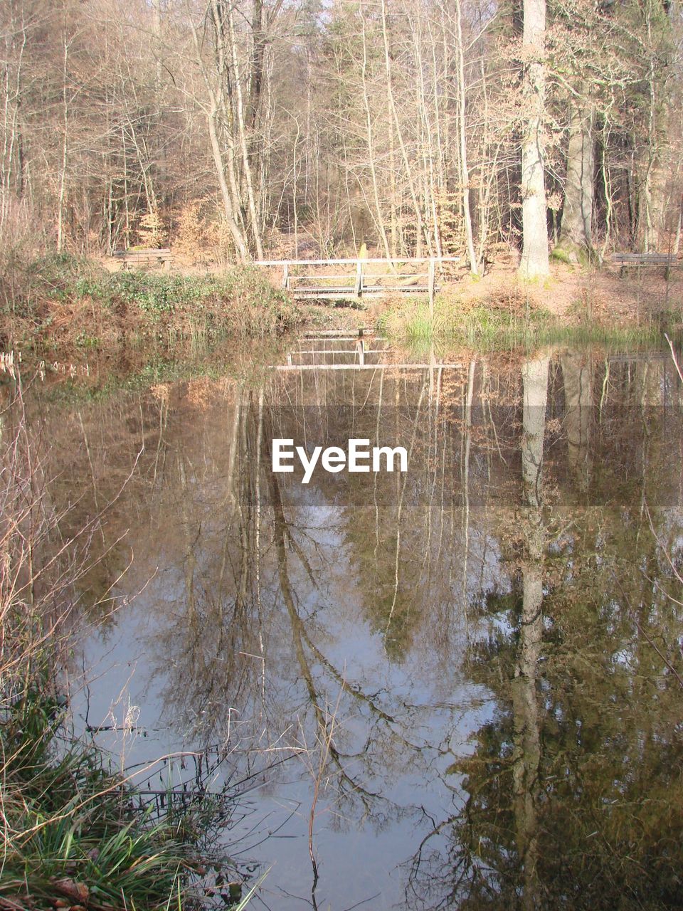 REFLECTION OF TREES ON WATER