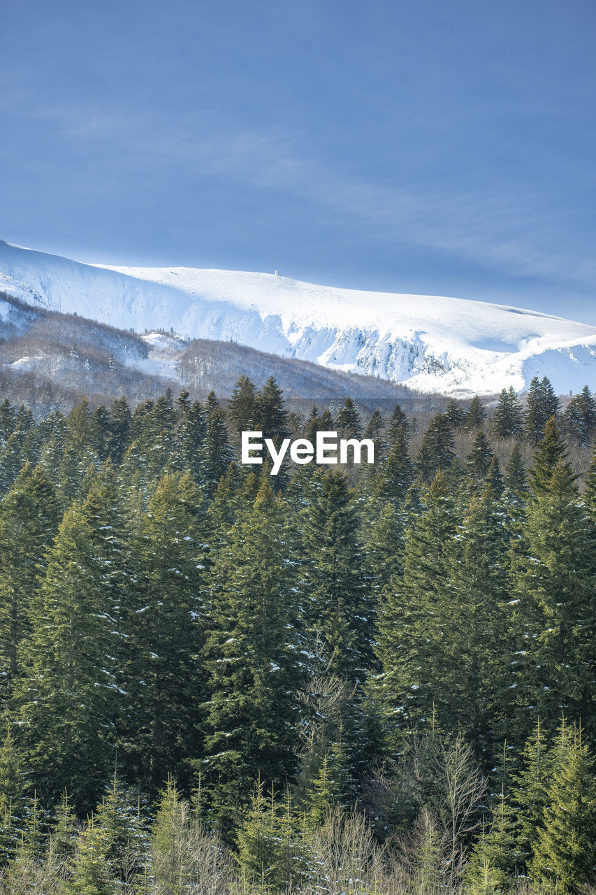 SCENIC VIEW OF PINE TREES AGAINST SKY