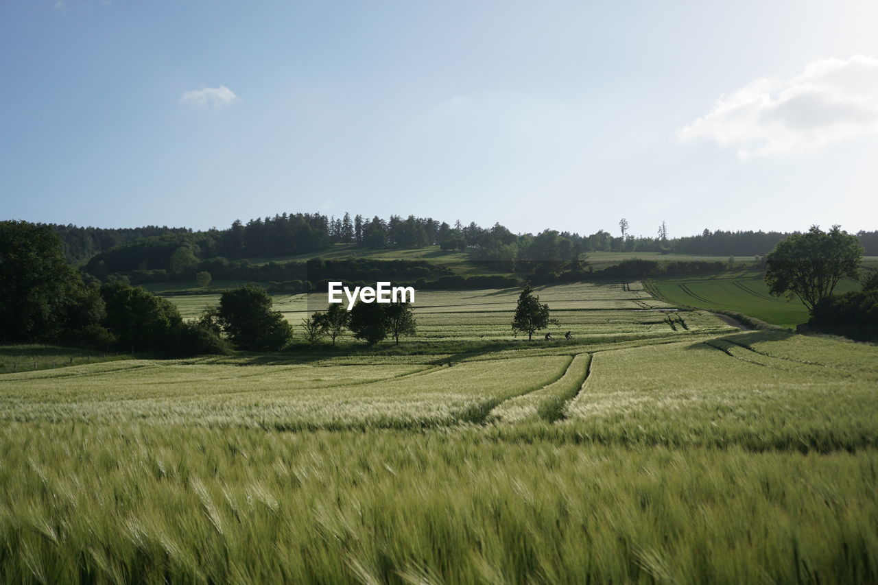 Scenic view of agricultural field against sky