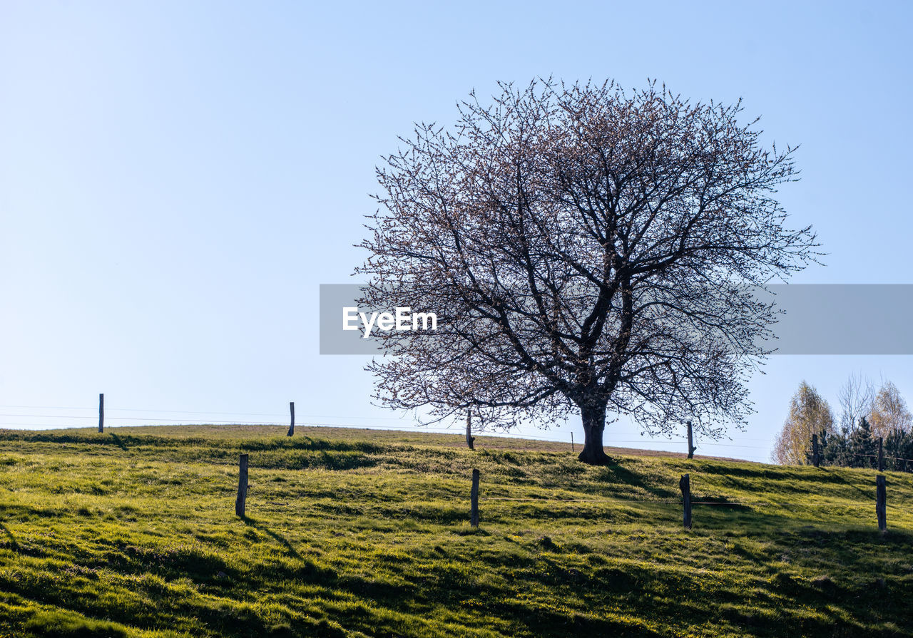 Tree on field against clear sky